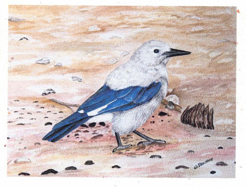 'Bird' Art Cards by Gerald Delorme Clarks Nutcracker - Arts and Heritage St. Albert