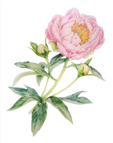 "Botanical Series" Art Prints by Crystal Driedger Alalone Pearl peony - Arts and Heritage St. Albert