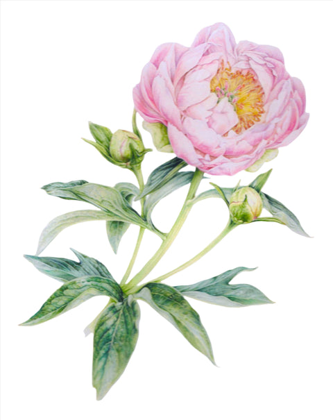 "Botanical Series" Art Cards by Crystal Driedger Abalone Pearl Peony - Arts and Heritage St. Albert