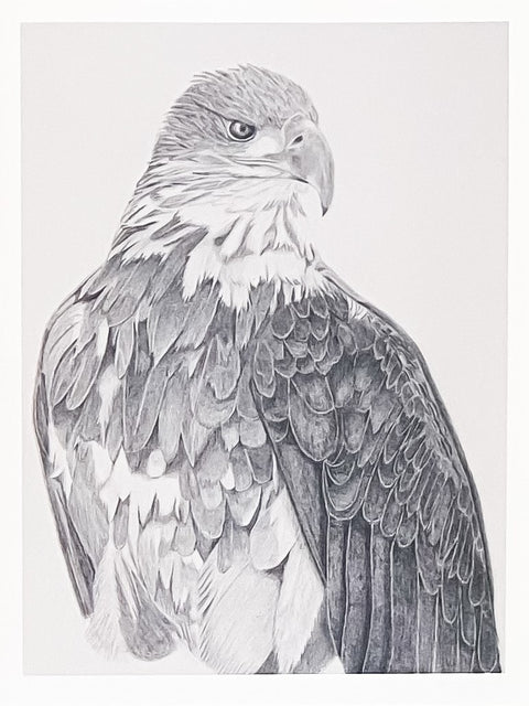 'Birds in Graphite' Art Cards By Gerald Delorme Juvenile Bald Eagle - Arts and Heritage St. Albert