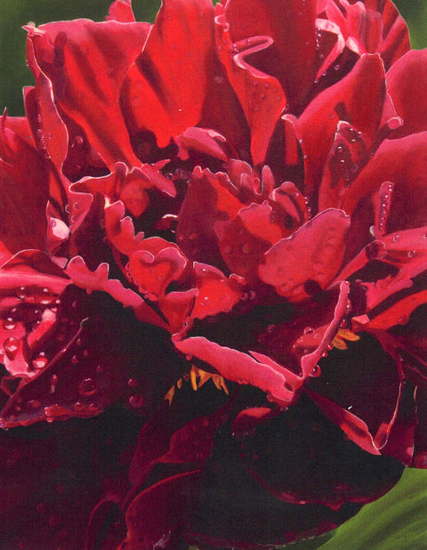 Floral Series Art Cards by Memory Roth Peony After the Rain, 4.25" x 5.5" - Arts and Heritage St. Albert