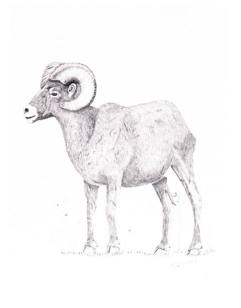 'Animals in Graphite' Art Cards by Gerald Delorme Big Horn Sheep - Arts and Heritage St. Albert