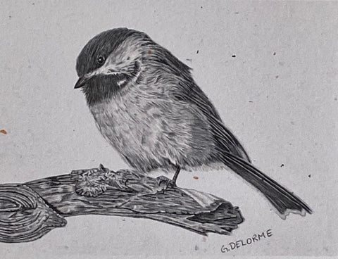 'Birds in Graphite' Art Cards By Gerald Delorme Black-capped Chickadee - Arts and Heritage St. Albert