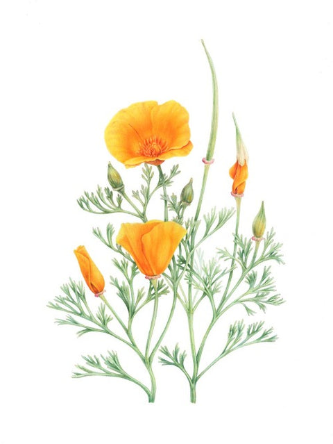 "Botanical Series" Art Cards by Crystal Driedger California Poppy - Arts and Heritage St. Albert