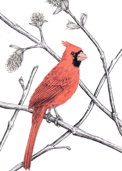 'Bird' Art Cards by Snake Bite Creations Red Cardinal Art Card - Arts and Heritage St. Albert