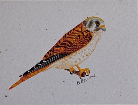 'Bird' Art Cards by Gerald Delorme Kestrel - Arts and Heritage St. Albert