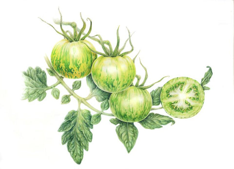 "Botanical Series" Art Prints by Crystal Driedger Green Zebra Tomato - Arts and Heritage St. Albert