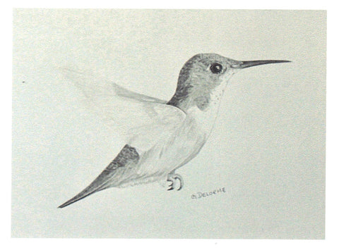 'Birds in Graphite' Art Cards By Gerald Delorme Humming Bird - Arts and Heritage St. Albert