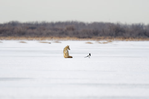 The Wild Side: Polar Prairie Pacific - Arts and Heritage St. Albert