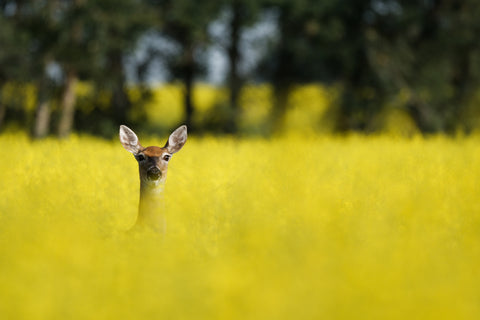 The Wild Side: Polar Prairie Pacific - Arts and Heritage St. Albert