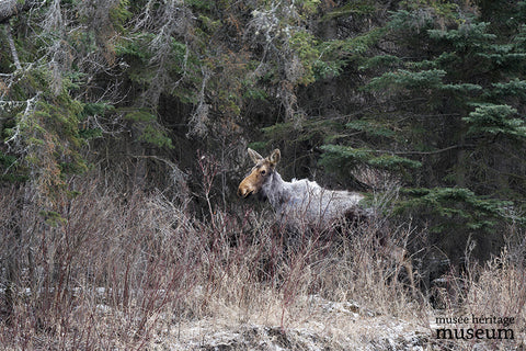 Grey Moose - Arts and Heritage St. Albert