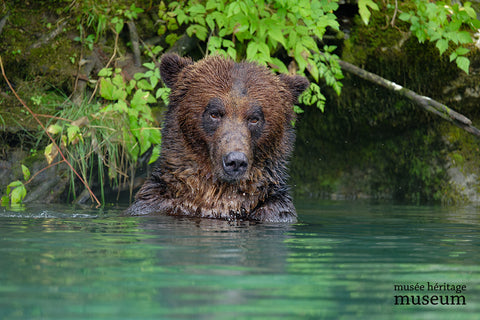 Fishing Grizzly - Arts and Heritage St. Albert