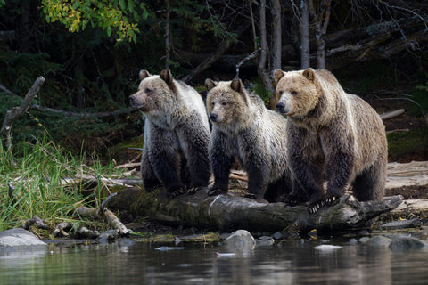 The Wild Side: Polar Prairie Pacific - Arts and Heritage St. Albert