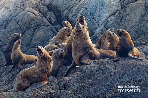 Stellar Sea Lions - Arts and Heritage St. Albert