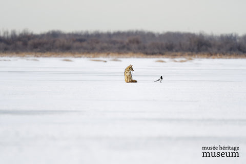 Symbiotic Relationship - Arts and Heritage St. Albert