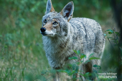 Inquisitive Coyote - Arts and Heritage St. Albert