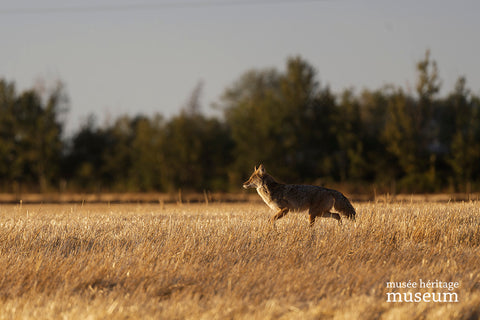 Golden Coyote - Arts and Heritage St. Albert