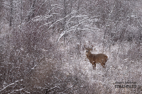 Winter Beckons - Arts and Heritage St. Albert