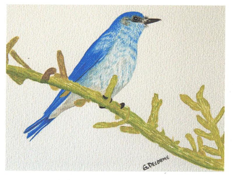 'Bird' Art Cards by Gerald Delorme Mountain Blue Bird - Arts and Heritage St. Albert