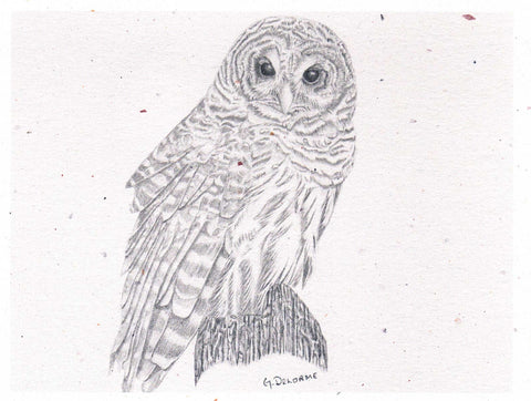 'Birds in Graphite' Art Cards By Gerald Delorme Owl 2 - Arts and Heritage St. Albert