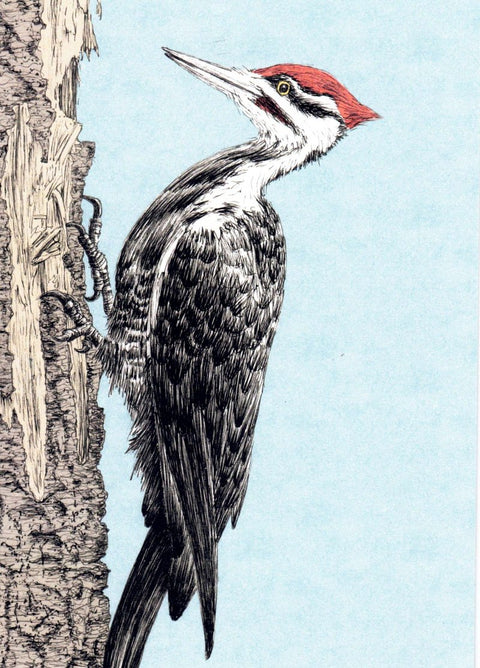 'Bird' Art Cards by Snake Bite Creations Pileated Woodpecker Art Card - Arts and Heritage St. Albert