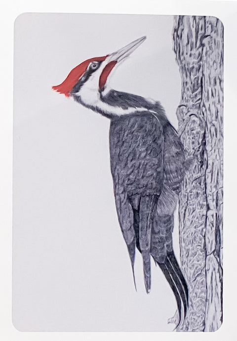 'Birds in Graphite' Art Cards By Gerald Delorme Pileated Woodpecker - Arts and Heritage St. Albert