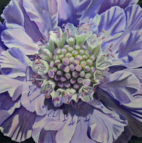 Floral Series Art Cards by Memory Roth Pincushion Flower in Mauve, 5" x 5" - Arts and Heritage St. Albert