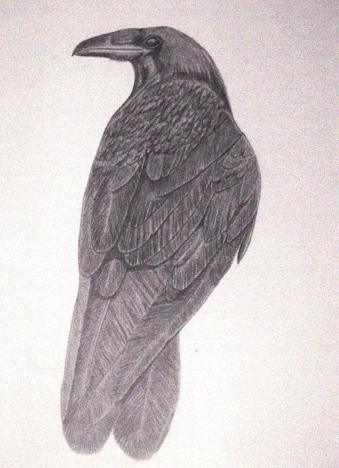 'Birds in Graphite' Art Cards By Gerald Delorme Raven - Arts and Heritage St. Albert