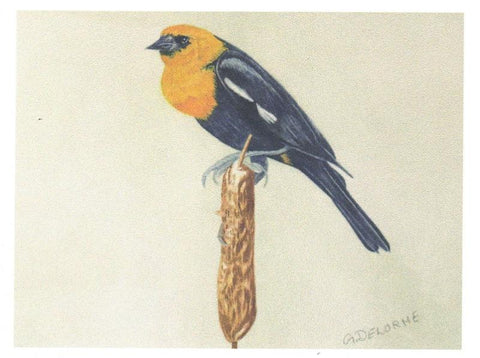 'Bird' Art Cards by Gerald Delorme Yellow Headed Blackbird - Arts and Heritage St. Albert