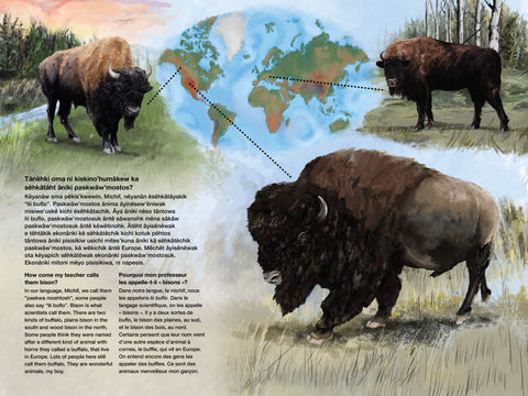 About Bison Types and the Michif Language - Arts and Heritage St. Albert