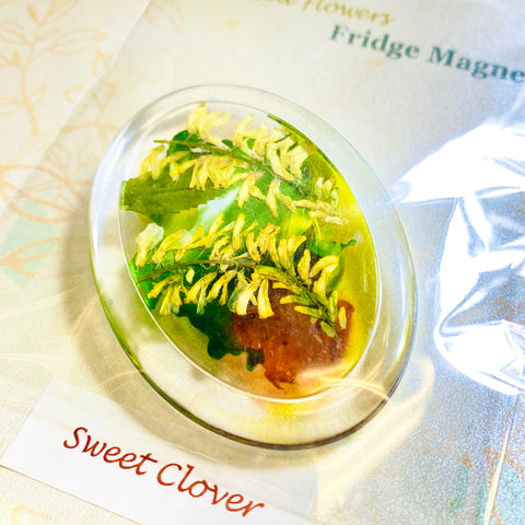 Pressed Flower Art Fridge Magnets Sweet Clover - Arts and Heritage St. Albert