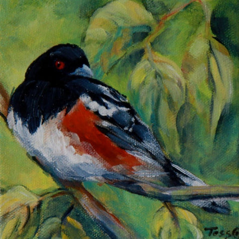 Spotted Towhee - Arts and Heritage St. Albert